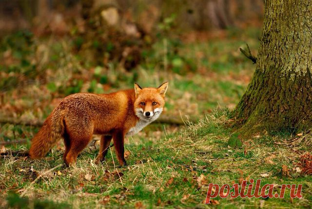 МИР ПОЗДРАВЛЕНИЙ И ОТКРЫТОК...
Лариса Щербакова (Кузнецова)