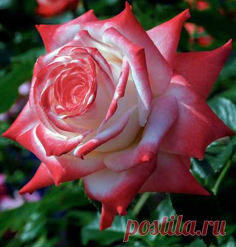 0_9a85e_62281f15_XXXL.jpg (1223×1280)