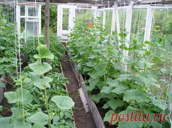 Выращивание огурцов.

Огурцы - культура давняя и выращивают их все. Но вопросов об огурцах всегда много. У кого-то семена не всходят, у кого-то плоды горчат, а кто-то хочет освоить новую агротехнику. Мы подобрали несколько самых распространенных вопросов. Надо ли обрывать усы у огурцов? Стебли тыквенных культур, таких как огурцы, кабачки и тыквы, сами не могут держаться в вертикальном положении. Недаром их называют плетями. Они распространяются (плетутся) по земле, либо тр...