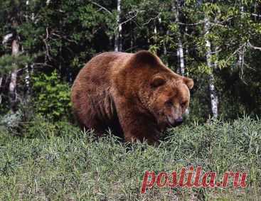 Раненый медведь "вычислил" машину обидчика и превратил её в лом