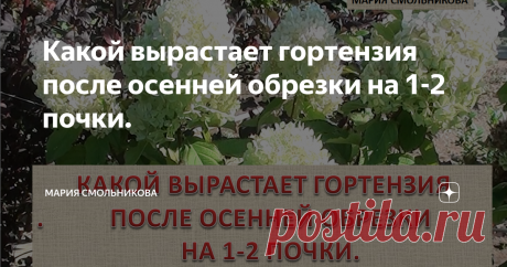 Какой вырастает гортензия после осенней обрезки на 1-2 почки.