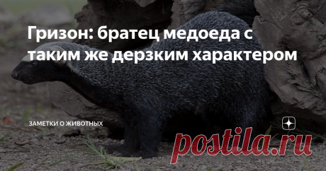 Гризон: братец медоеда с таким же дерзким характером Некоторые куньи известны во всем мире (росомаха или медоед), другие — остаются в тени. В сегодняшней статье хочу рассказать вам об одном из таких «теневых» зверьков — гризоне.