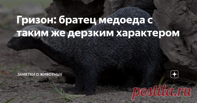 Гризон: братец медоеда с таким же дерзким характером Некоторые куньи известны во всем мире (росомаха или медоед), другие — остаются в тени. В сегодняшней статье хочу рассказать вам об одном из таких «теневых» зверьков — гризоне.