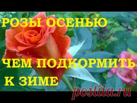 Розы осенью. Чем подкормить к зиме. — Делаем руками
