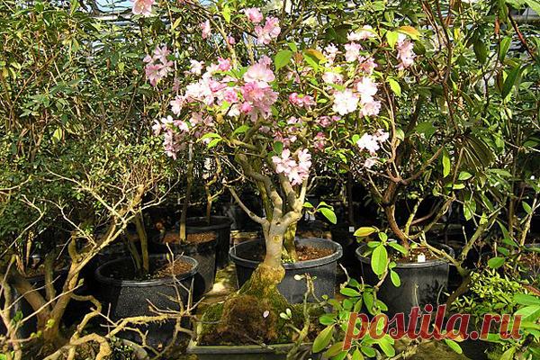 Бонсайчик: Школа бонсай - авторский сайт о бонсай