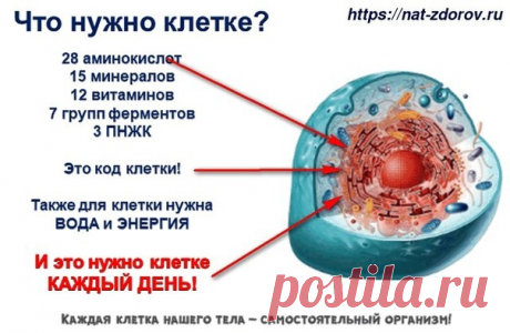 "Вы же кормите рак!": 8 научных правил гения-Варбурга. Он изменил все понимания болезней и медицины, но он нем начали забывать | YOGA work - йога для начинающих | Дзен