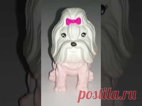 cachorro, pelo liso,  corte, modelo...phyxy