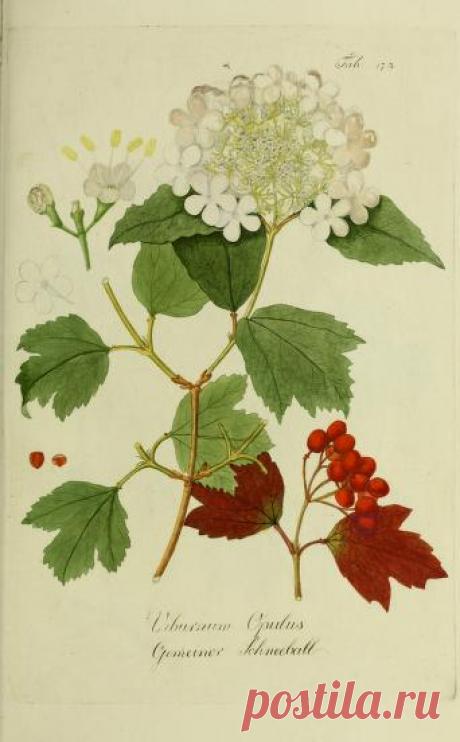 Österreichs allgemeine baumzucht, : oder Abbildungen in- und ausländischer Bäume und Sträuche, deren Anpflanzung in Österreich möglich und nützlich ist : Schmidt, Franz, 1751-1835 : Free Download, Borrow, and Streaming : Internet Archive