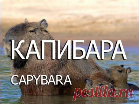 Капибара — Capybara - YouTube