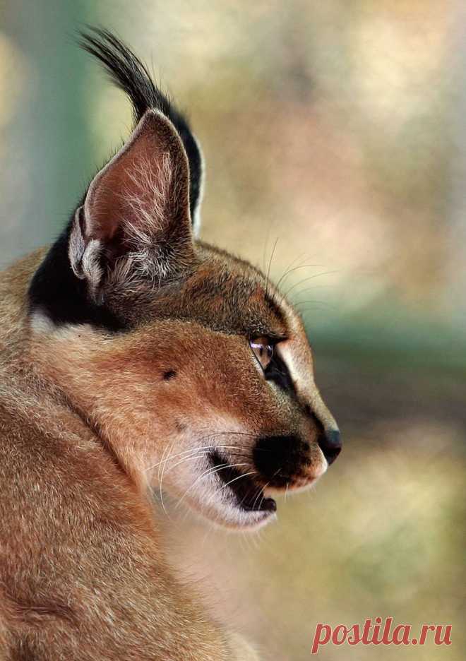 Красавец каракал, или степная рысь (лат. Caracal caracal)