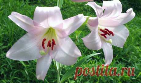 Обои lilies, flowers, телефон , раздел Цветы, размер 1920х1080 full HD -  картинку на рабочий стол и телефон