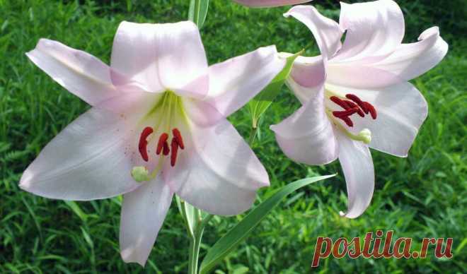 Обои lilies, flowers, телефон , раздел Цветы, размер 1920х1080 full HD -  картинку на рабочий стол и телефон