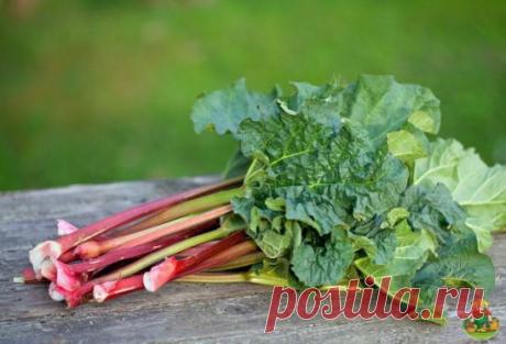 Растения и овощи, обладающие целебными свойствами
1. Редька – выводит камни и песок из почек и мочевого пузыря, лечит бронхит, катар, туберкулез, кровоизлияния, является мочегонным и желчегонным. Увеличивает молоко у кормящих женщин.
2. Ревень – желудок, кишечник, запоры, вздутия. Применяется в киселях, компотах, варенье, пирогах.
3. Петрушка – восстанавливает гемоглобин в крови, останавливает кровотечения десен. Лечит почки, колиты, воспаления, простатит, глаза. Также пом...