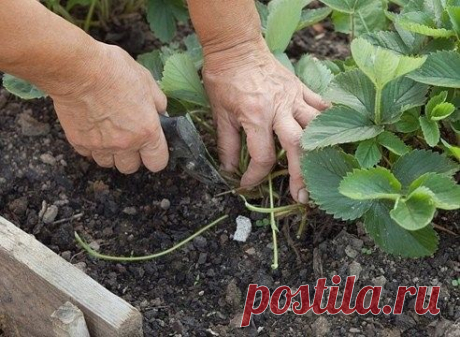 Одноклассники