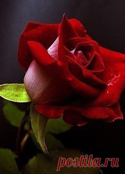 Светлана: Я красивая,интересная,умная, отзывчивая,интеллигентная,добрая, заботливая,Но...Не сегодня...Не сегодня