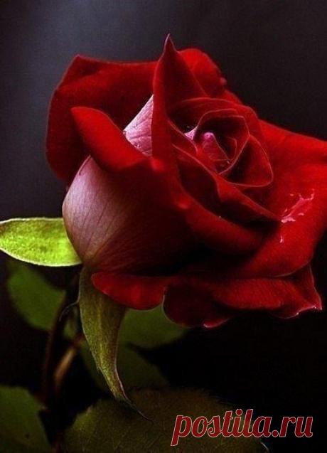 Светлана: Я красивая,интересная,умная, отзывчивая,интеллигентная,добрая, заботливая,Но...Не сегодня...Не сегодня