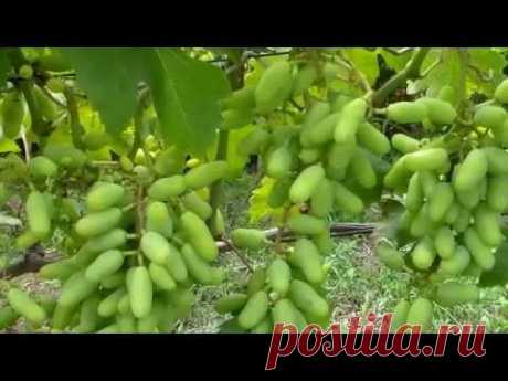 Байкал ЭМ1 и болезни винограда - YouTube