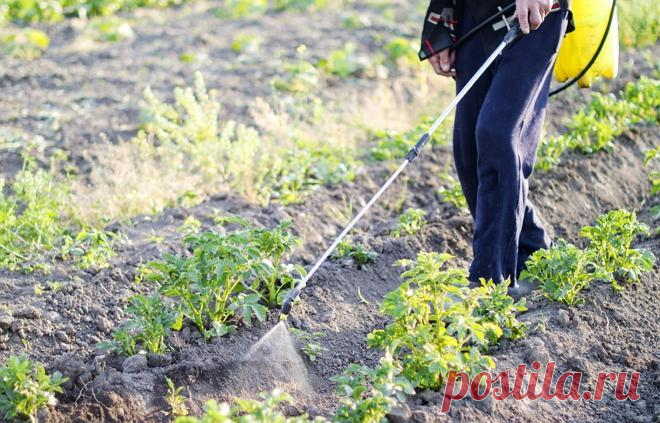 Народные средства от колорадского жука – обрабатываем огород без 