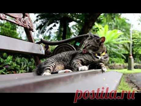 Relaxing music beautiful 2023 Calming Music for Cats.Deep Soothing Music for Anxious,Stressed Cats!
