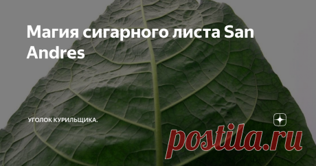Магия сигарного листа San Andres Глубокие ноты широчайшего диапазона от тёмного шоколада до сладкого ореха, сдобренные не менее богатыми оттенками земли - за всё это стоит благодарить наверное самый уникальный табак, а точнее табачный лист из Мексики - San Andres. В чём его особенности и какие сигары являют его с самой лучшей стороны? Узнаем прямо сейчас! Если в вашем хьюмидоре есть сигары с покровным листом San Andres, то с уверенностью в 98% можно сказать, что этот лист ...