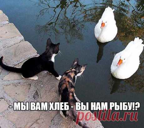 Приколы без границ | ВКонтакте