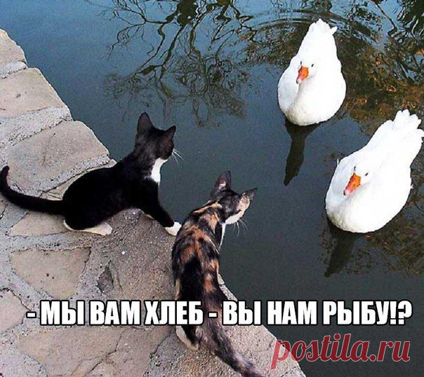 Приколы без границ | ВКонтакте
