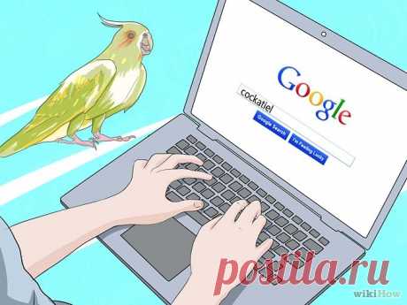 Как ухаживать за попугаем кореллой