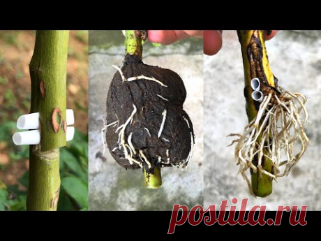 Размножение роз по-новому | Как сделать корень розы