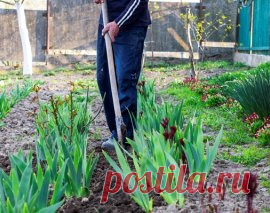 Почему лучше отказаться от частой перекопки почвы | Дела огородные (Огород.ru)