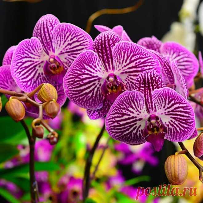 Завянут и скинут бутоны: как и чем нельзя подкармливать орхидеи | Будни садоводов | Пульс Mail.ru