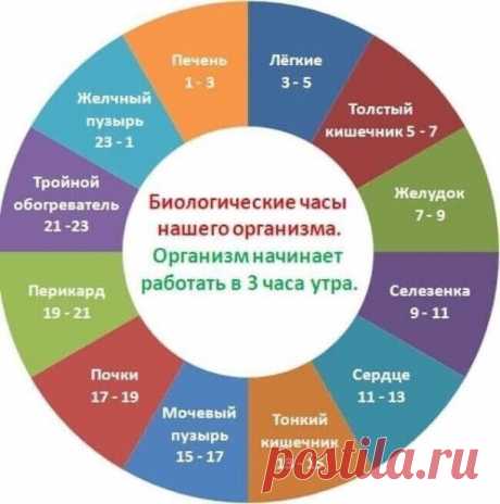 ЧАСЫ РАБОТЫ НАШЕГО ОРГАНИЗМА
Легкие активизируются с 3 до 5 утра.
Потом, с 5 до 7 утра, время пробуждения толстого кишечника. Если вы проснулись в эти часы, то лучше всего выпить стакан воды, также можно съесть немного сухофруктов.
Потом начинает работать желудок с 7 до 9 часов утра, в это время лучше всего позавтракать, каша или мюсли замечательно подойдут. Но не стоит ограничивать этим свой завтрак, можно добавить орехи и фрукты.
Чуть позже с 9 до 11 часов утра желудок о...