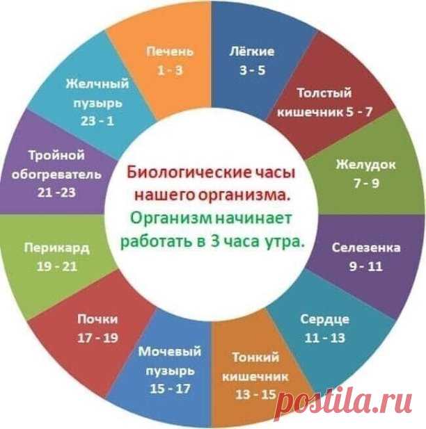 ЧАСЫ РАБОТЫ НАШЕГО ОРГАНИЗМА
Легкие активизируются с 3 до 5 утра.
Потом, с 5 до 7 утра, время пробуждения толстого кишечника. Если вы проснулись в эти часы, то лучше всего выпить стакан воды, также можно съесть немного сухофруктов.
Потом начинает работать желудок с 7 до 9 часов утра, в это время лучше всего позавтракать, каша или мюсли замечательно подойдут. Но не стоит ограничивать этим свой завтрак, можно добавить орехи и фрукты.
Чуть позже с 9 до 11 часов утра желудок о...