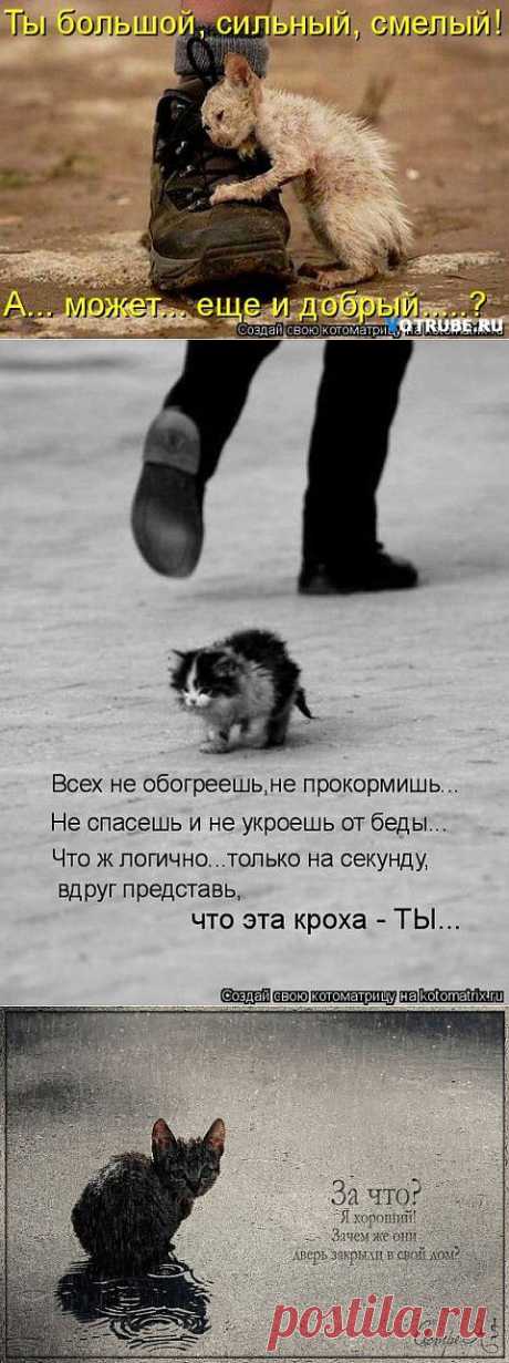БРОШЕННЫЕ | Позитив в картинках и не только