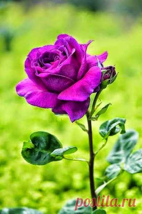 Rose  |  Pinterest: инструмент для поиска и хранения интересных идей