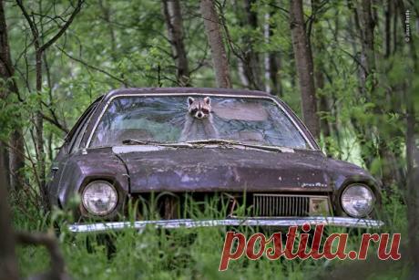 Самые эффектные снимки конкурса Wildlife Photographer of the Year - РИА Новости, 10.09.2019