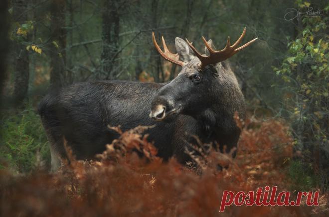Сохатый. Фотограф Рудченко Ольга