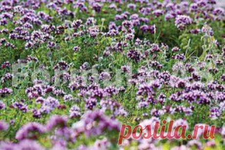 Майоран – лечебные свойства Майоран лечебные свойства