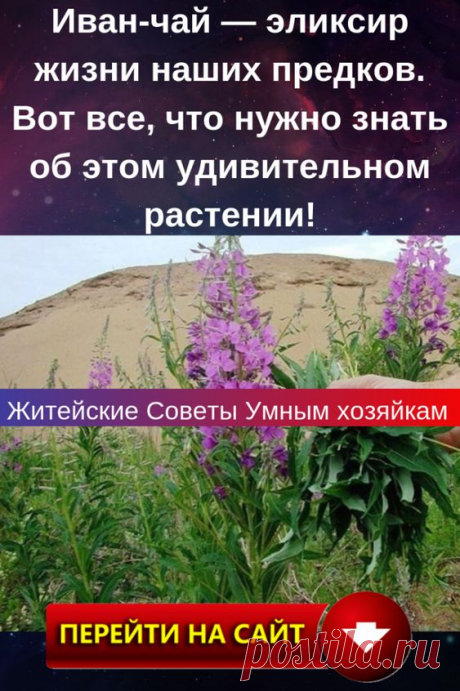 На пике жары в середине лета за городом на лугах, в лесах, вдоль дорог и в оврагах то покоится розовой заводью, то растекается лиловыми ручейками, радуя взор горожанина, не избалованного красками, иван-чай…