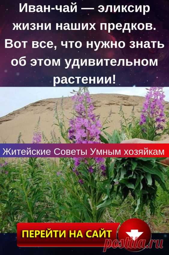 На пике жары в середине лета за городом на лугах, в лесах, вдоль дорог и в оврагах то покоится розовой заводью, то растекается лиловыми ручейками, радуя взор горожанина, не избалованного красками, иван-чай…