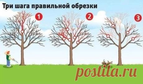 Обрезка деревьев