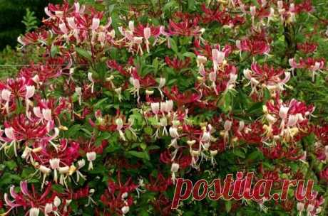 Жимолость вьющаяся Серотина \ Lonicera periclymenum Serotina