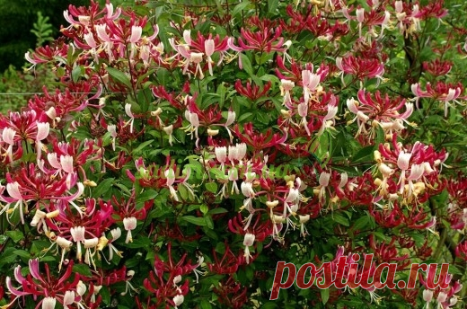 Жимолость вьющаяся Серотина \ Lonicera periclymenum Serotina