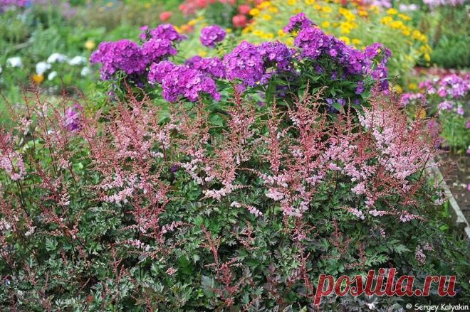 Где купить качественные растения и как при этом сэкономить | Сады и цветы | Яндекс Дзен