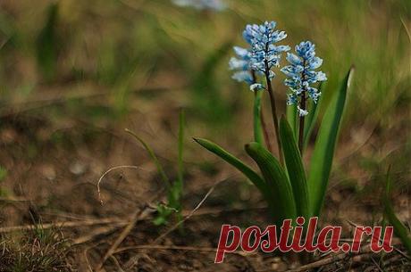 Др@коша — «Весенние гиацинты» на Яндекс.Фотках