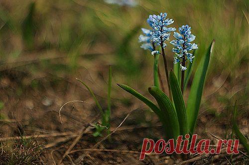 Др@коша — «Весенние гиацинты» на Яндекс.Фотках