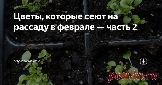 Цветы, которые сеют на рассаду в феврале — часть 2 Пора подумать о красоте будущей клумбы в саду! Февраль — время открытия сезона рассады, и начинать нужно с растений, которые очень долго развиваются до начала цветения. А цветоводу даже в радость сейчас повозиться с зелеными росточками, по которым уж очень соскучилась душа!
Эустома
Эустома ну очень красива! Ее очаровательные соцветия не уступают в своем благородстве королеве цветов — розе. Причем