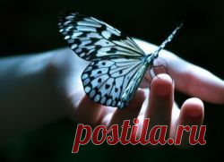 Примета - бабочка села на человека | Приметы на 4-Women.ru