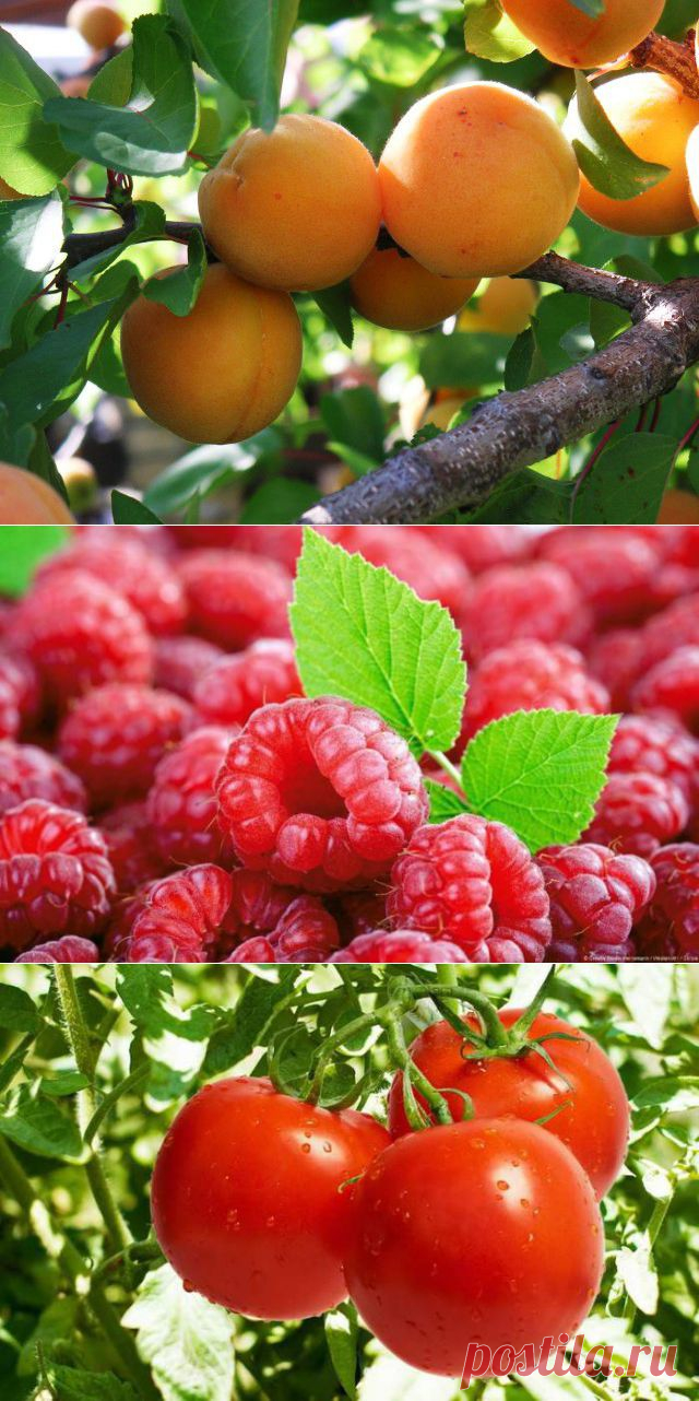7 самых полезных продуктов на планете