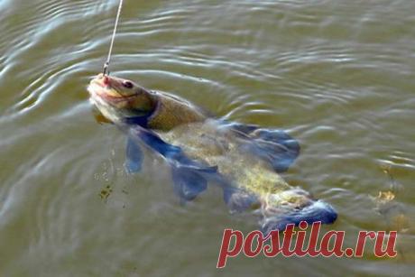 Ловим линя летом Линь - классика озёрной рыбалки, поскольку рыба эта очень любит илистое дно, богатое пищей. Заводи, рукава, затоны - здесь также можно поймать линей, при