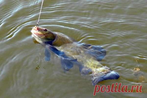 Ловим линя летом Линь - классика озёрной рыбалки, поскольку рыба эта очень любит илистое дно, богатое пищей. Заводи, рукава, затоны - здесь также можно поймать линей, при